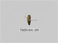 藏品(菲律賓產昆蟲)的圖片